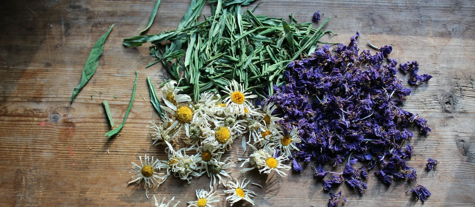 Camomille, lavande et herbes séchées sur une table en bois
